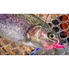 Dipované umelé nástrahy FishUP Baffi Fly 38mm-1,5”/10ks Farba: Earthworm