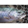 Dipované umelé nástrahy FishUP Pupa 23mm-0,9”/12ks Farba: Dark Olive
