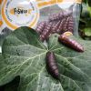 Dipované umelé nástrahy FishUP Pupa 38mm-1,5”/8ks Farba: Earthworm