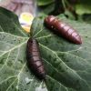 Dipované umelé nástrahy FishUP Pupa 38mm-1,5”/8ks Farba: Earthworm / Hot Pink