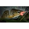 Dipované umelé nástrahy FishUP Tanta 63mm-2,5”/8ks Farba: White