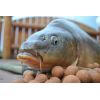 Carp Food Tandem Baits Boilies 18mm/1kg Sardine Pacific/Pacifická sardinka