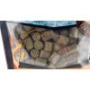 Pelety SPORTS Amur - potápavé Primer 18mm / objem 1kg