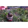 Monster Cat Sticky Dip 150ml - Tandem Baits Black Halibut (čierny halibut)