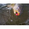 Super Feed X Core hookers MIX 14/18mm, 200ml Shrimp Black Peper