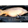 Kaprárske prúty Beyond Carp 2-diel 366cm / 2,75lbs