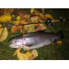 Prívlačové prúty SPORTEX Mystix Trout UL 2-diel 195cm / 1-7g
