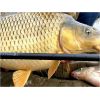 Kaprárske prúty Catapult CS-3 Carp 2-diel 366cm / 2,75lbs