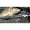 Kaprárske prúty Invictus Carp, 2 diel 366cm / 2,75lbs