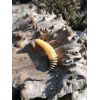 Dipované umelé nástrahy FishUP Tanta 51mm-2,0”/9ks Farba: Light Olive