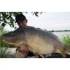 SF Mini Diffusion Pop-Up 12mm/30g Fatty Salmon + Caviar