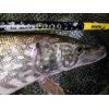 Prívlačové prúty Black Pearl GT-3 2-diel 240cm / 20g