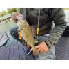 Prívlačové prúty Black Pearl GT-3 2-diel 240cm / 80g baitcast