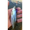 Rybársky balzový plavák (pevný) EXPERT 2,0g/29cm