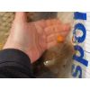 Super Feed - Hook Fatty Pellet - 14mm / 150g Fat Salmon + Caviar/Losos a kaviár