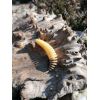 Dipované umelé nástrahy FishUP Tanta 63mm-2,5”/8ks Farba: Light Olive
