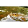 Dipované umelé nástrahy FishUP Scaly FAT 3,2-82mm 8ks farba: White