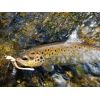 Dipované umelé nástrahy FishUP Scaly FAT 3,2-82mm 8ks farba: Hot Pink