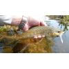 Dipované umelé nástrahy FishUP Scaly FAT 3,2-82mm 8ks farba: Apple Green