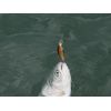Salmo rybarske voblery Minnow M5F farba LCR