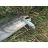 Salmo rybarske voblery PERCH PH8F farba YRT