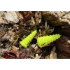 Sumcový podvodný plavák U-Float Tree žltý 7,5cm/20g
