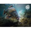 Nástraha D SNAX SHELL 14mm/30g