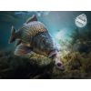 Nástraha D SNAX SHELL 14mm/30g