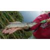 Salmo rybarske voblery SLIDER SD5F farba BQ