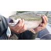 Salmo rybarske voblery SLIDER SD5F farba LIB