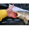 SuperFeed Fluo Pop-Up 14 / 16mm - 90g Crazy Lobster