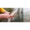 Boilies Crafty Catcher Retro Range 15mm / 1kg Peanut Pro/Arašid Pro Boilies
